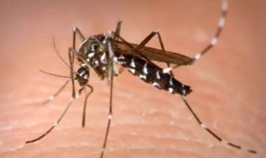 Brasil: récord histórico de muertes por dengue 
