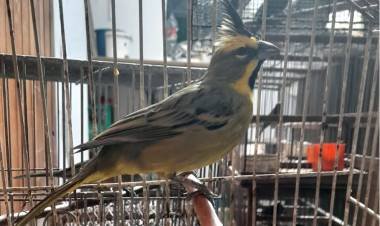 Policía Ambiental rescató más de 70 aves cautivas 