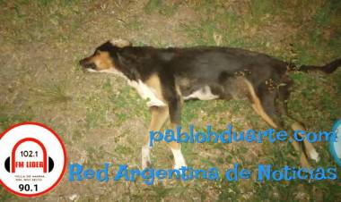 LO ATROPELLARON Y MURIÓ, EL CONDUCTOR NI PARÓ