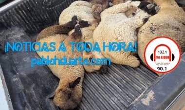 Iban con cinco corderos