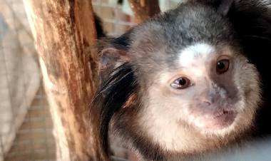 Policía Ambiental rescató  monos y aves silvestres 