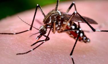 Dengue y chikungunya en Córdoba