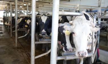 Registro de Huella de Carbono a una industria láctea