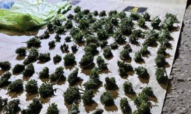 Cocaína, tussi y marihuana