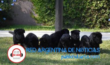 Crece la familia de la División K-9