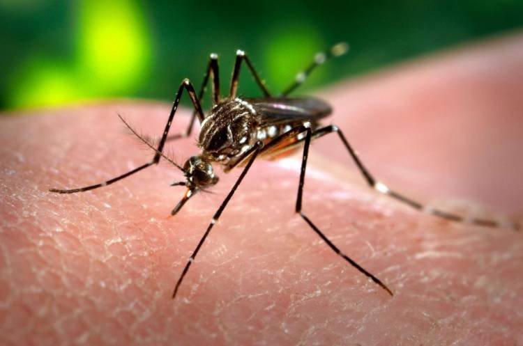 Actividades para la prevención del dengue