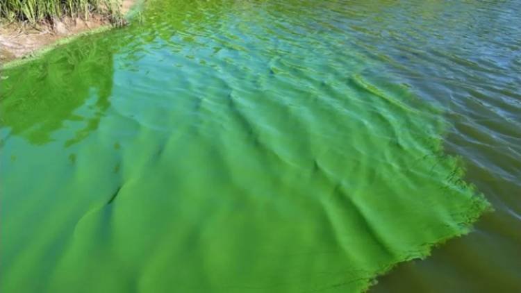  ¿Cianobacterias en las aguas del río en Entre Ríos?