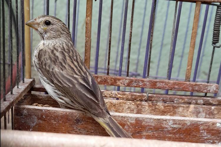 Policía Ambiental rescató 27 aves de una vivienda