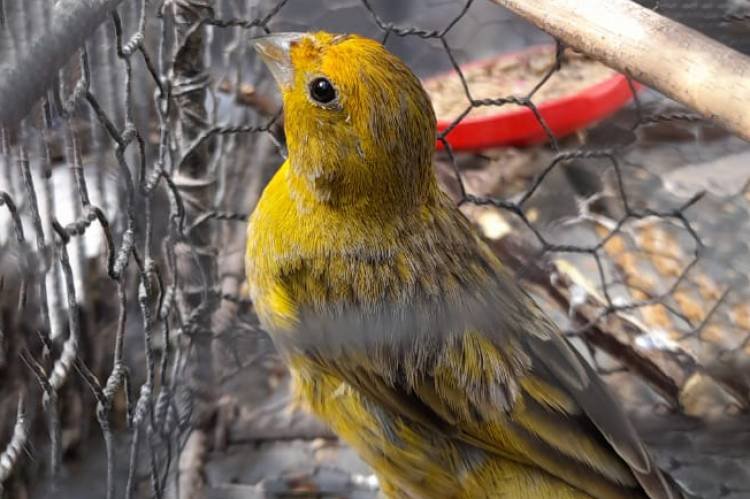 Policía Ambiental rescató 51 aves 