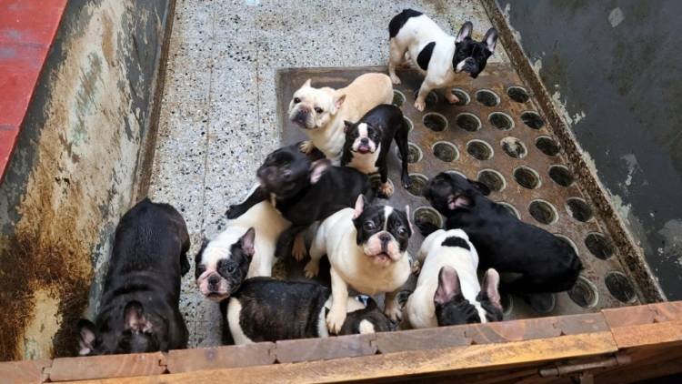 Rescataron a 26 perros de un criadero ilegal