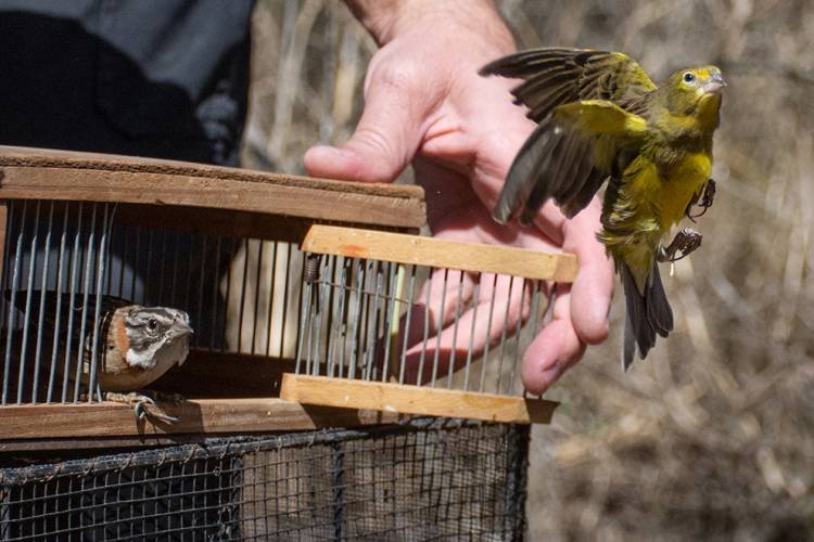 Liberaron aves en la Reserva San Martín