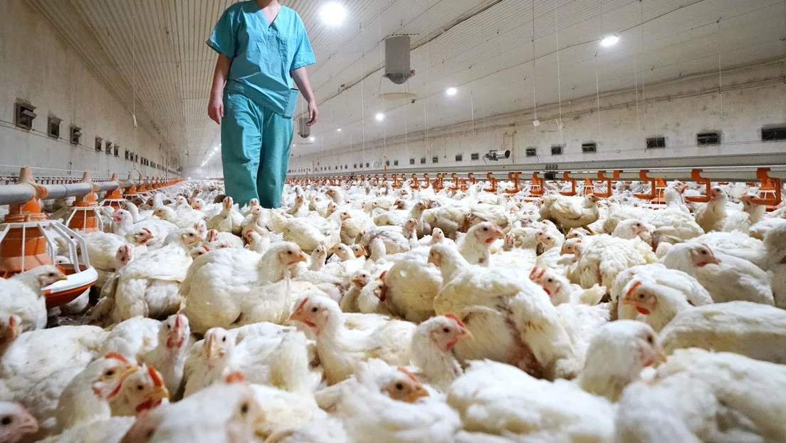 Confirmaron ocho nuevos casos de gripe aviar 