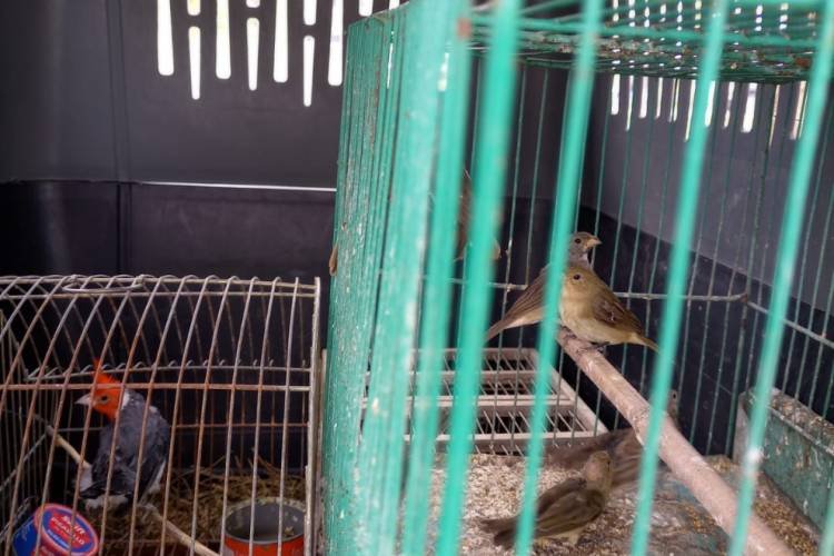 Se rescataron aves silvestres que estaban a la venta
