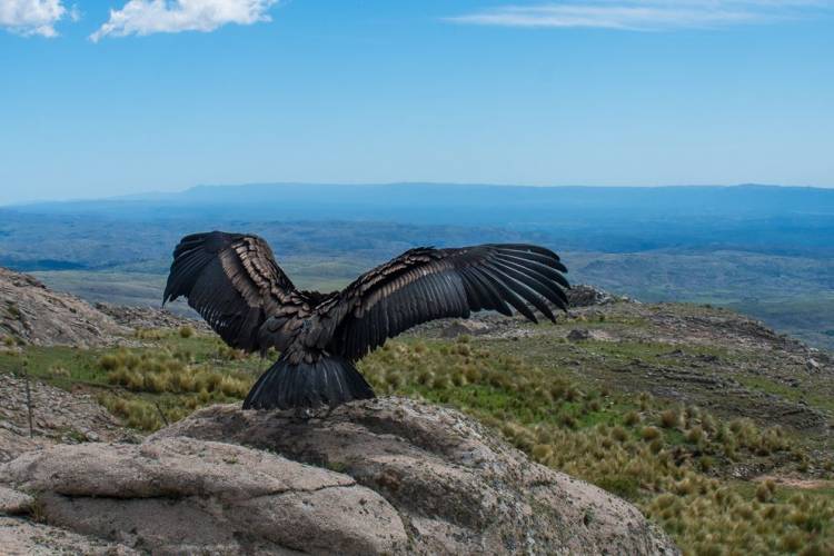 Seguimos el rastro de Carlita, la cóndor liberada