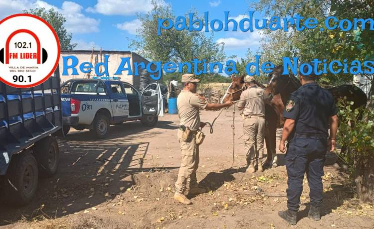 ¿HASTA CUANDO SEGUIRÁ HABIENDO ANIMALES SUELTOS?