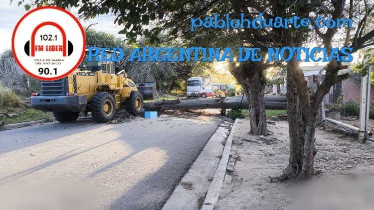 Murió bajo un árbol