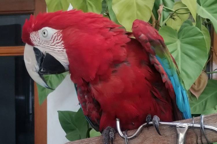 Policía Ambiental rescató a más de noventa aves
