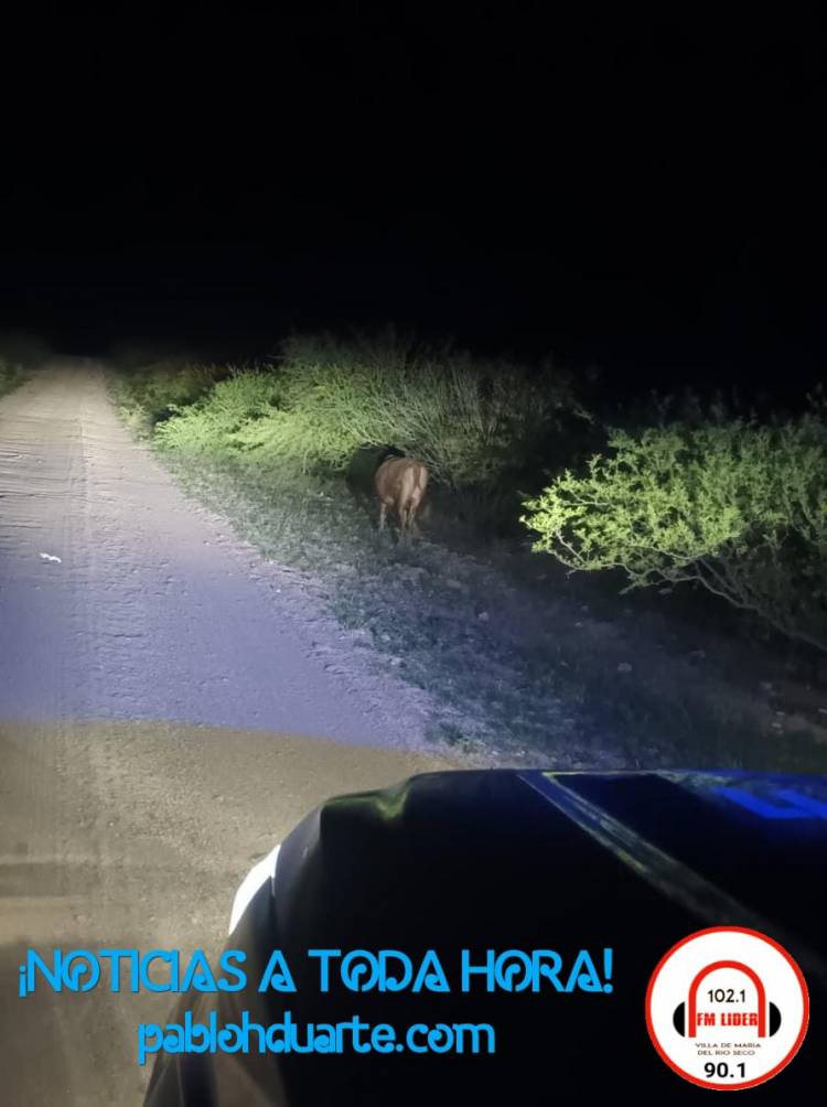 Animales sueltos