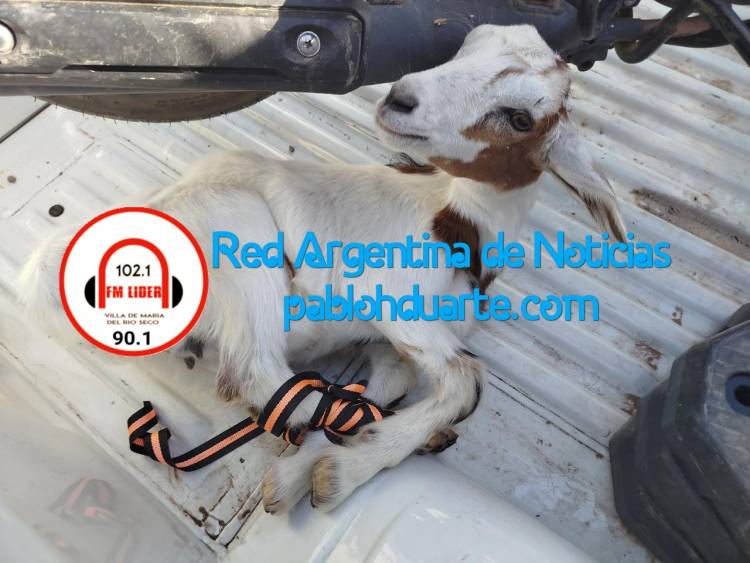 ¡CABRITO AJENO!