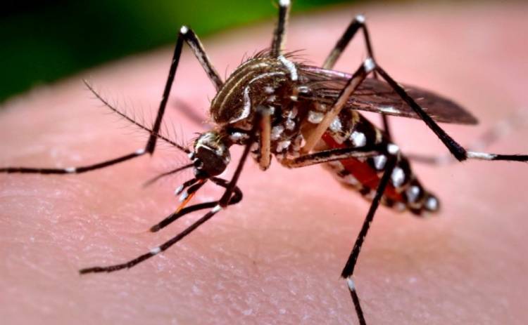 Dengue y chikungunya en Córdoba