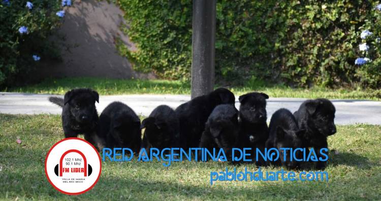 Crece la familia de la División K-9
